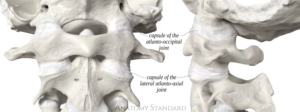 The Ligaments Of The Craniocervical Junction 2042