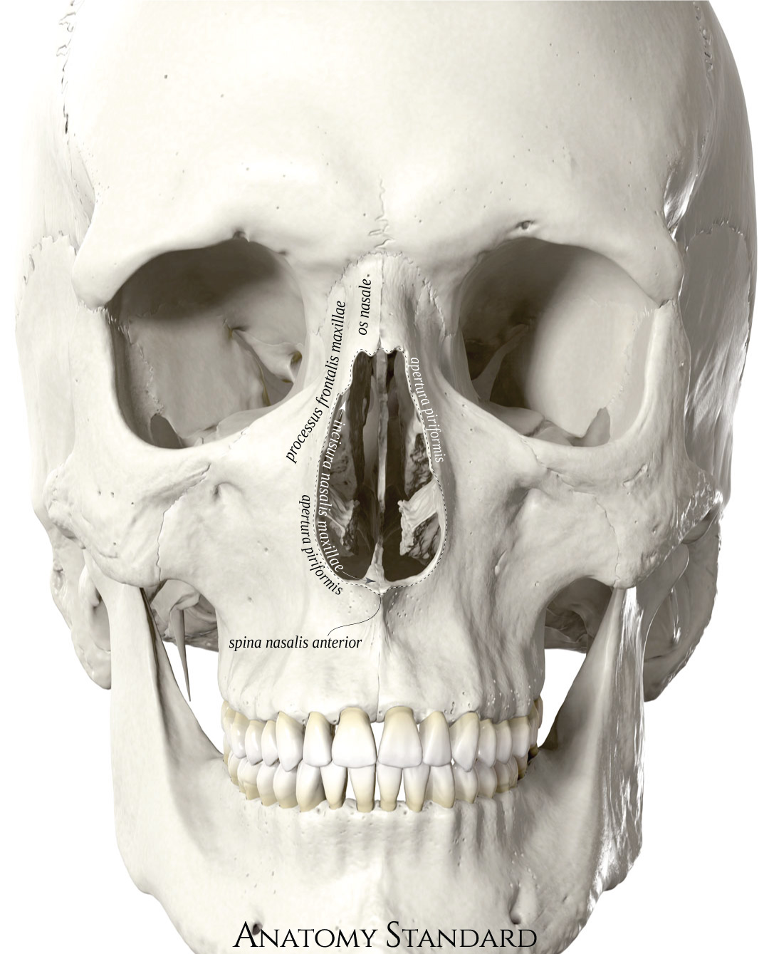 Носовая кость лицевого черепа. Spina Nasalis anterior. Apertura Piriformis анатомия. Грушевидная Апертура на черепе. Грушевидная Апертура полости носа.