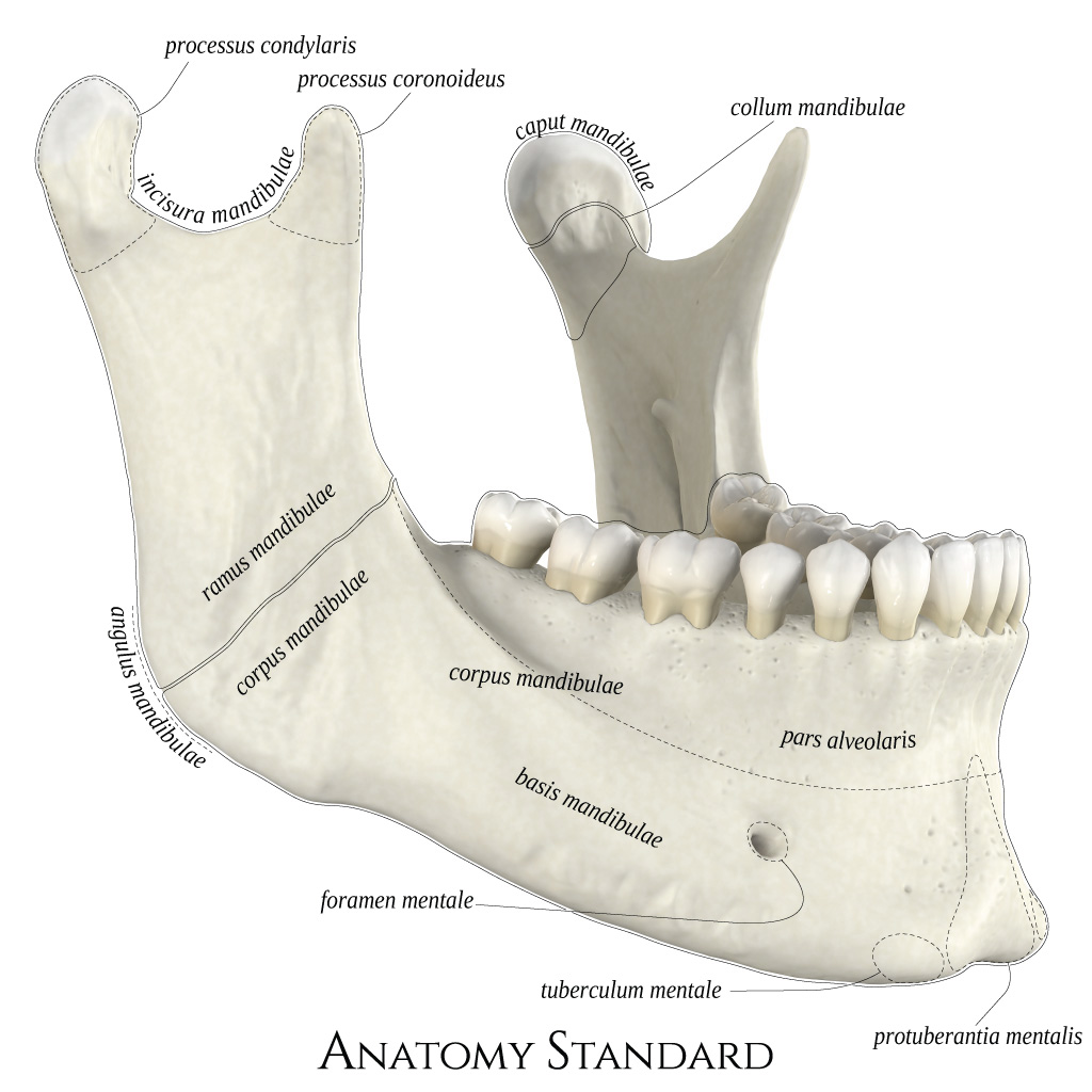 Anatomia da Mandíbula 