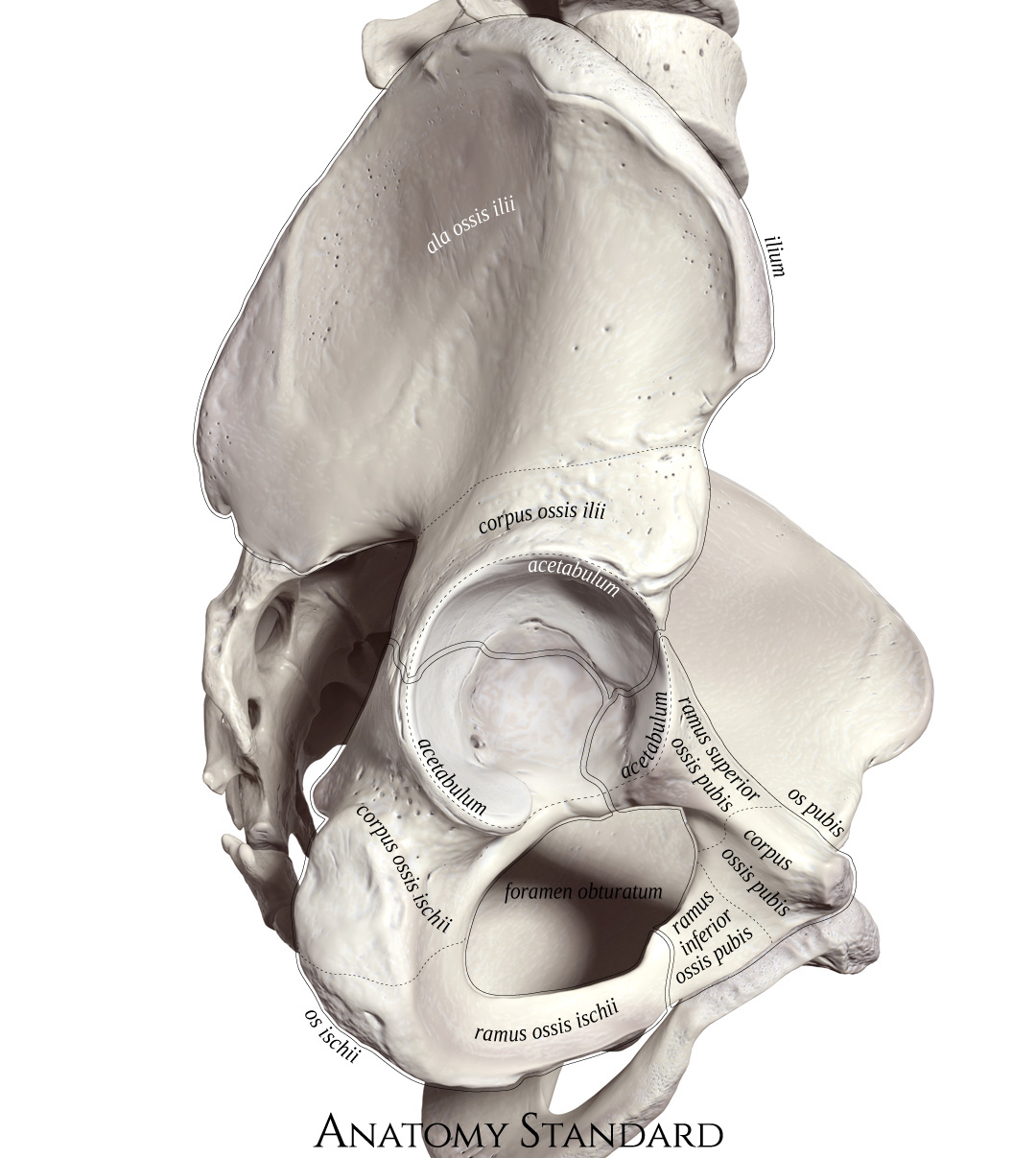 https://www.anatomystandard.com/ossa-et-juncturae/extremitas-inferior/os-coxae/0.jpg